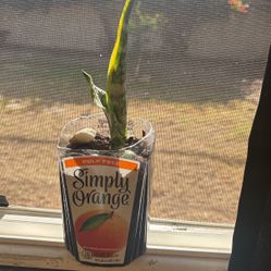 Snake Plant
