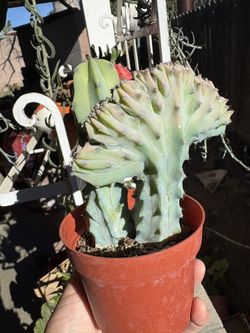 Cactus