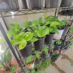 Pothos Plants 
