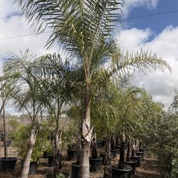 Queen Palm 
