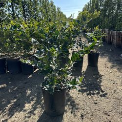 Ligustrum Waxleaf Privets Privacy Hedge