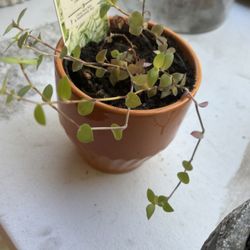 Turtle Vine In An Orange Ceramic Pot