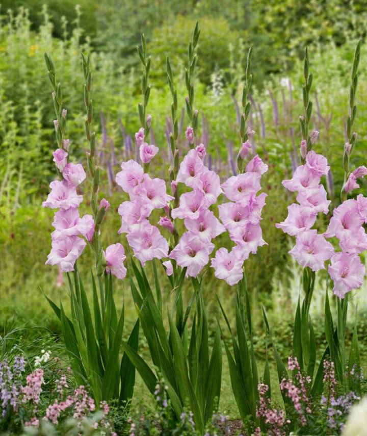 Light Pink Gladiolus Flower Bulbs 10 For 10$
