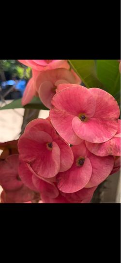 Corona de Cristo may flower $55