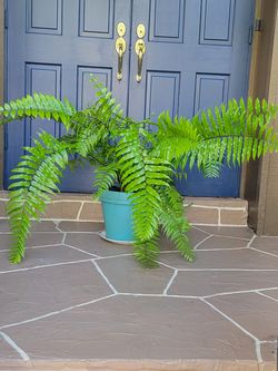 Boston Fern Plant In Big Pot