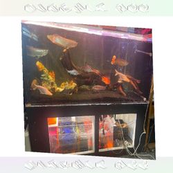 garden all Massive Aquarium Tank - Wide & Stunning Display
