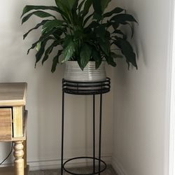 Beautiful Potted Plant And Stand