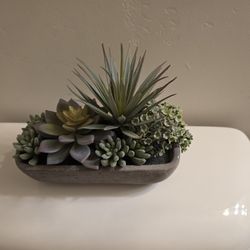 Succulent Plant