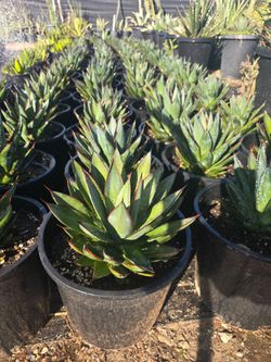 Agave Blue Glow