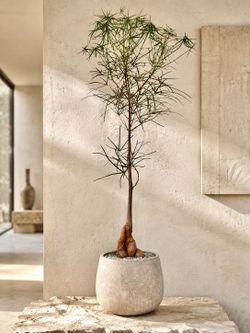 ~ 5 Ft. Tall Queensland Bottle Tree/ Brachychiton Rupestris (Planter Included) ‘Local LA Seller’