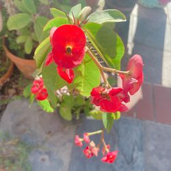 Crown Of Thorns