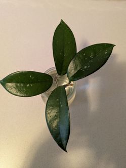 Hoya cutting