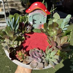 Gorgeous Succulent Garden 🪴 