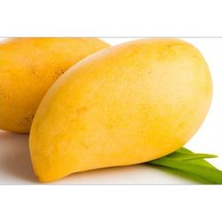 Phillipine Mango Grafted Trees 3gal Arboles De Mango MANILA 