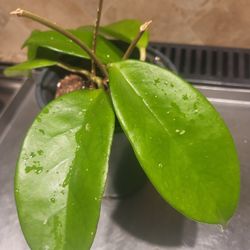 Hoya Skinneriana Dee's Big One 