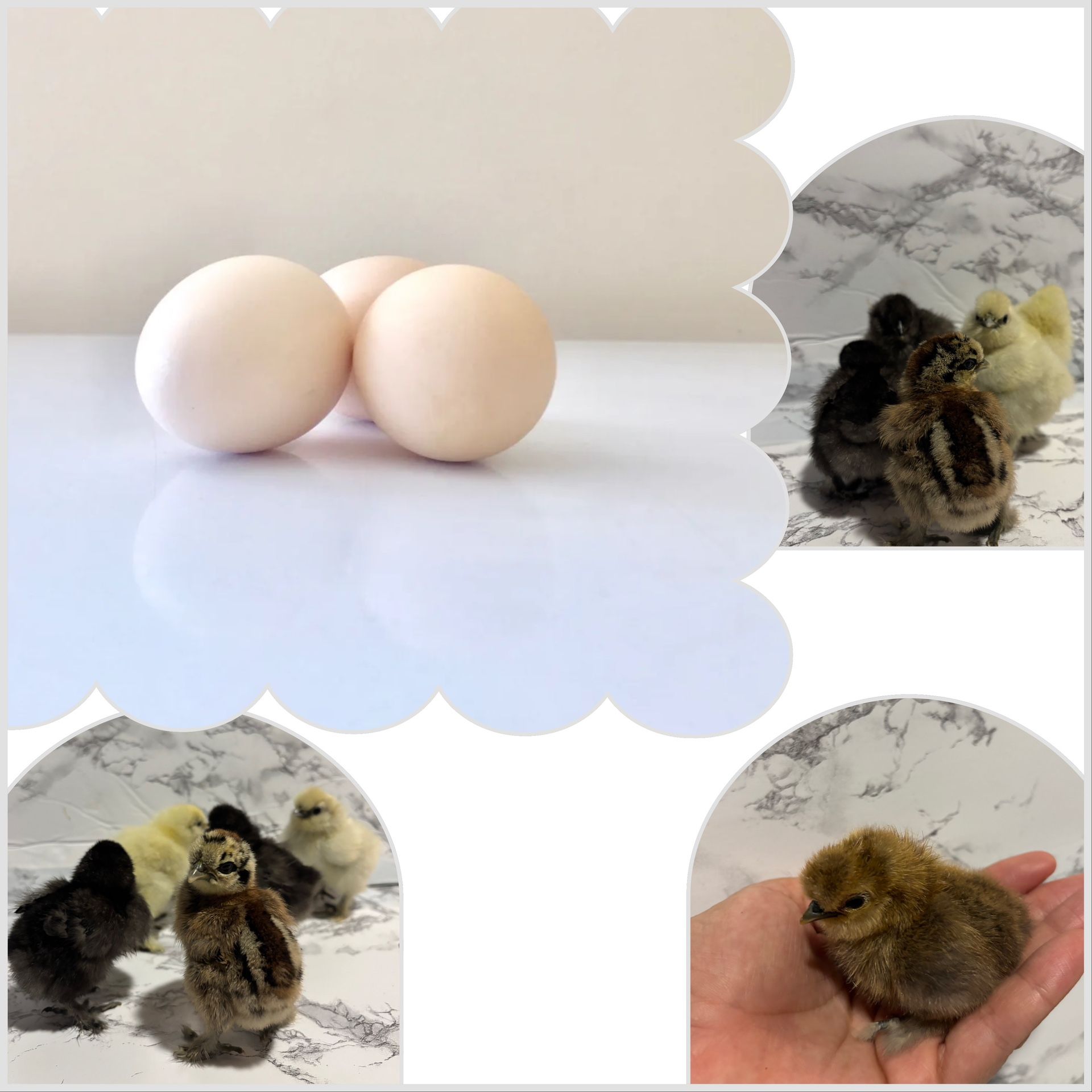 Silkie “ Eggs “