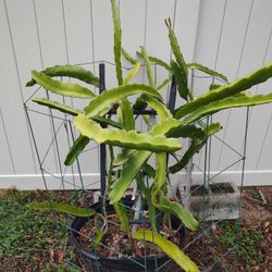 Nov Free Fresh Dragon Fruit Cactus Cuttings In Bucket 