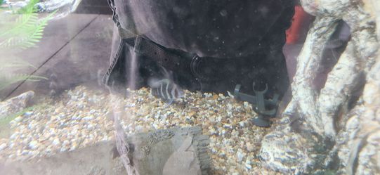 Aquarium decor