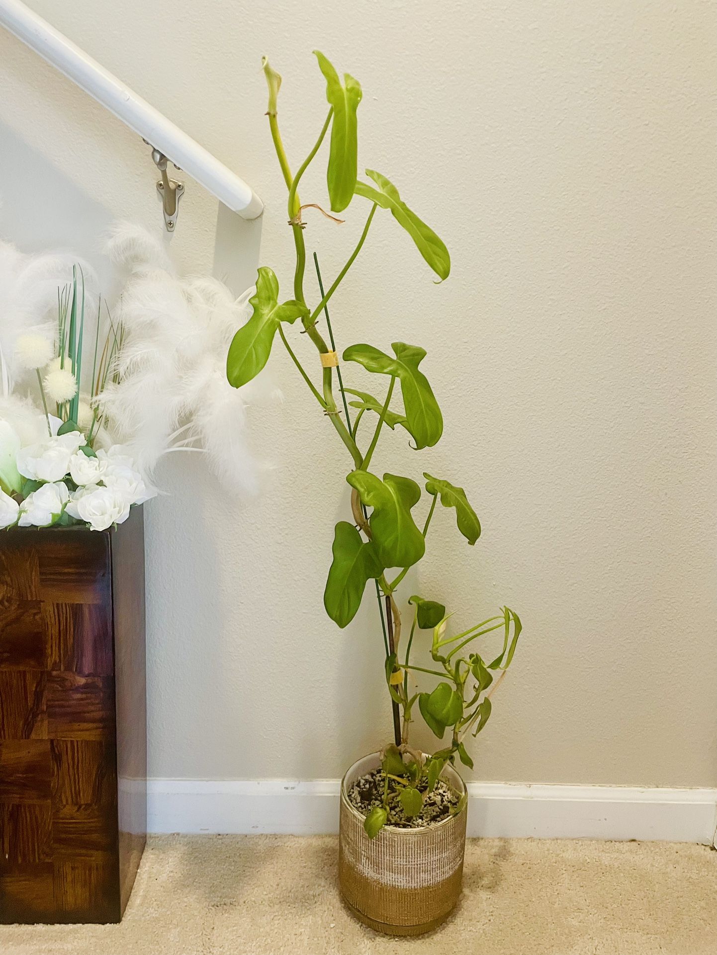 Philodendron plant