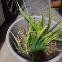 Aloe  Vera Plants 