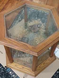 Vintage  Display Table / Shadow Box