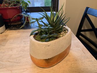 Succulent Arrangement