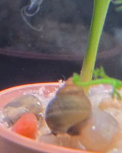 Japanese trapdoor baby aquarium decorations