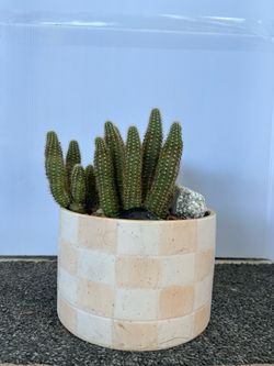 Cactus in Checkered Ceramic in 4” inch Pot