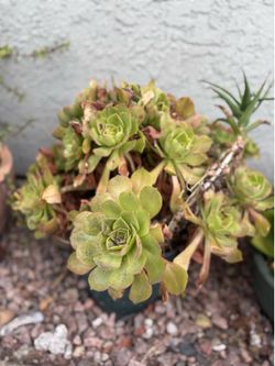Large Canary Aeonium plants