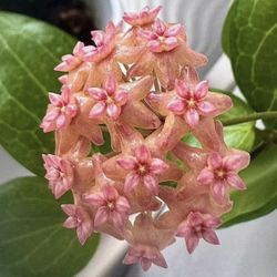 Hoya Fitchii 