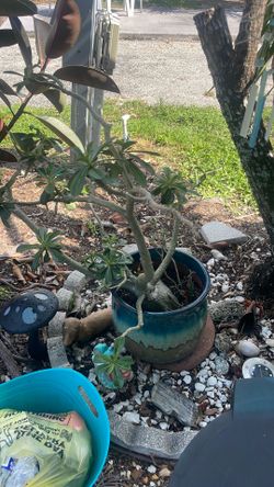Desert Rose, pink and white flowers old plant in ceramic planter