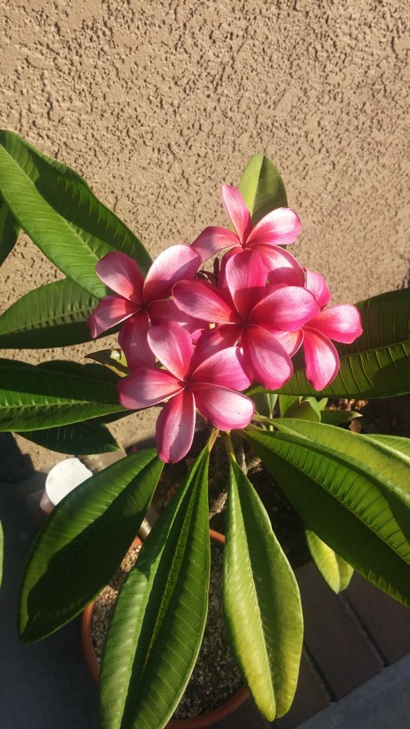 Plumeria cutting for sale for Sale in Montclair, CA OfferUp