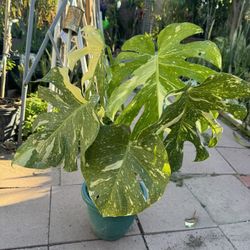 Thai Constellation Monstera 