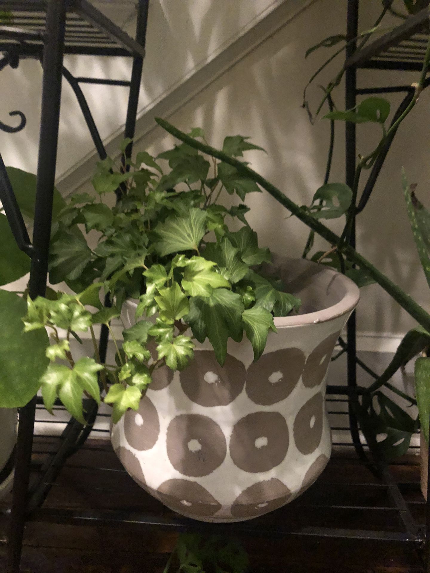 Ivy Houseplant in Ceramic Pot