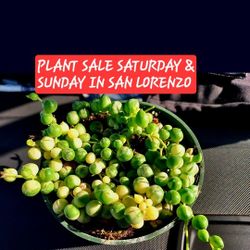 PLANT SALE TODAY SUNDAY IN SAN LORENZO STARTS AT 1PM 