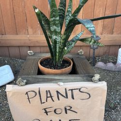 Plants For Sale