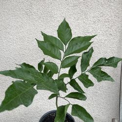 Healthy Wampi Fruit Tree Plant 