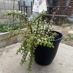 Succulent Plant