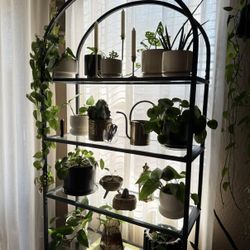 Bookcase / Plant Shelf