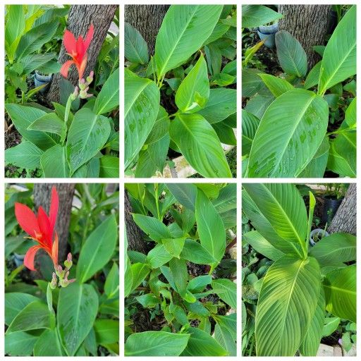 Canna lilies unknown colors - 3 for 10, 5 for 15, 10 for 20