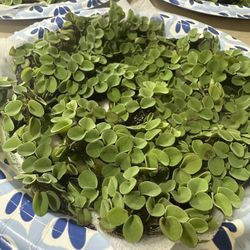 Salvinia Aquarium Floating Plant 