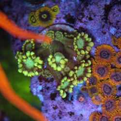 Green Goniopora 
