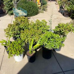 Succulents Plants