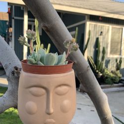 Succulent
