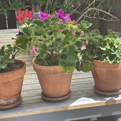 3-8" Geranium Terracotta Pots With Saucer 
