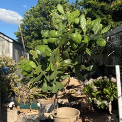 Free Nopal Cactus. 