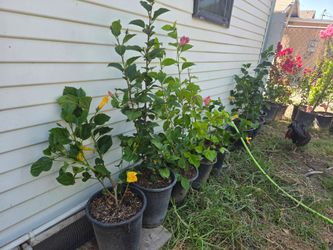Hibiscus 🌺 and yellow