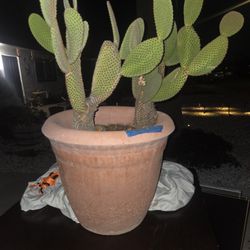 Bunny Ears Cactus... Mature 