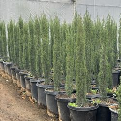 Italian Cypress 4-5 Feet Tall When Planted 15 Gallons 