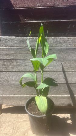 Canna lilies